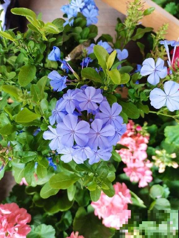 三角梅养在绿化带，呼呼蹿成大花树，养家里却不长个