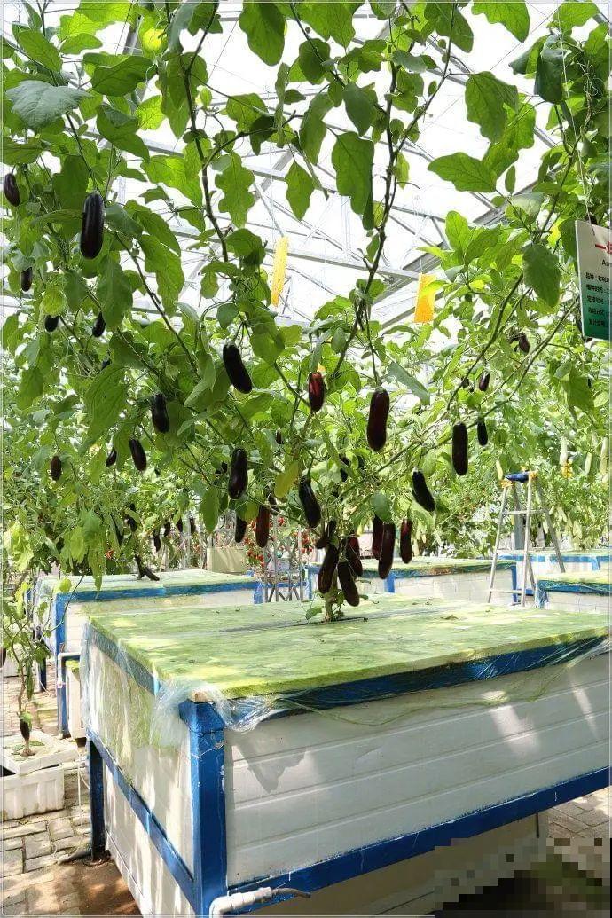 农村大姐，种出1.5米大冬瓜，我看谁还敢说矮！