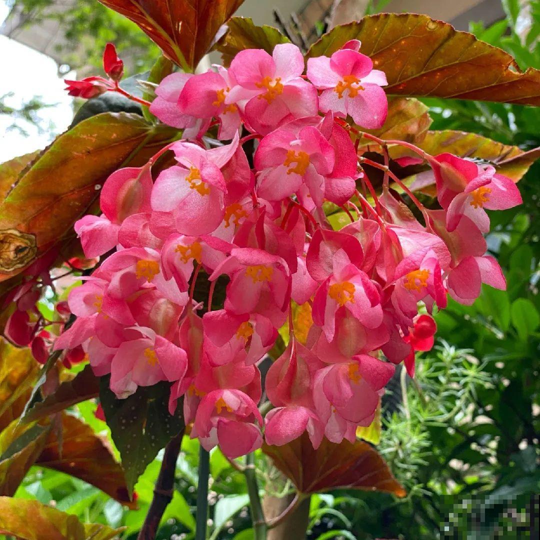 看图猜花名，100道题，测你的养花天分！