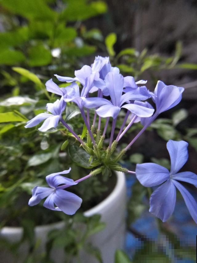 三角梅养在绿化带,呼呼蹿成大花树,养家里却不长个 三角梅养在绿化带,呼呼蹿成大花树,养家里却不长个