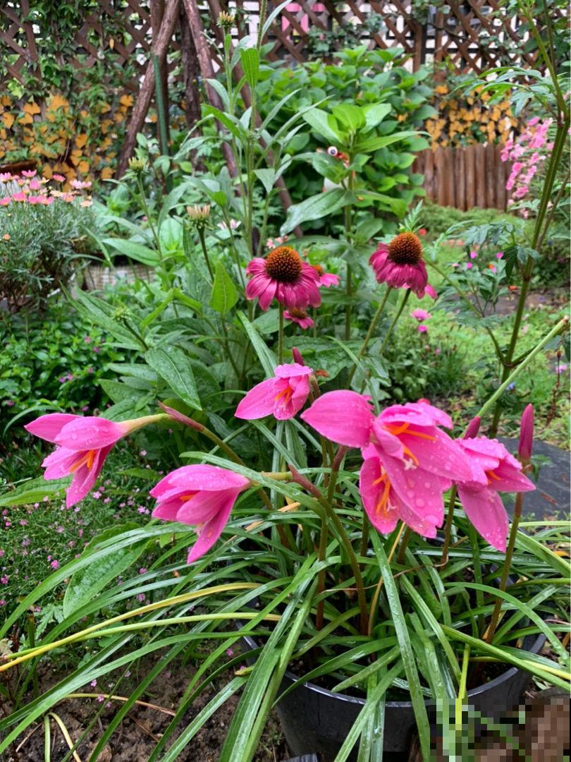 路边的小草花，挖回家种1盆，半年爆出10盆