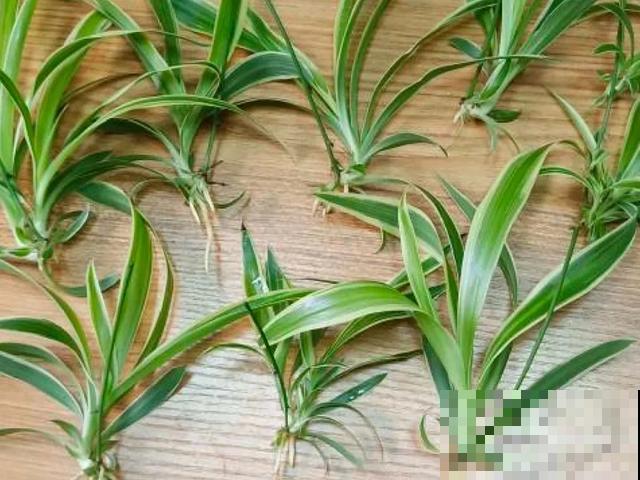 8种花换盆,换好了生一堆,换错立马死! 8种花换盆,换好了生一堆,换错立马死!