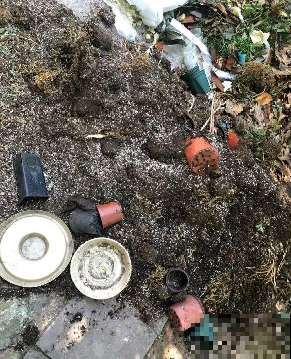 路边也能捡到“宝”,回家养一养,开成宝贝花! 路边也能捡到“宝”,回家养一养,开成宝贝花!