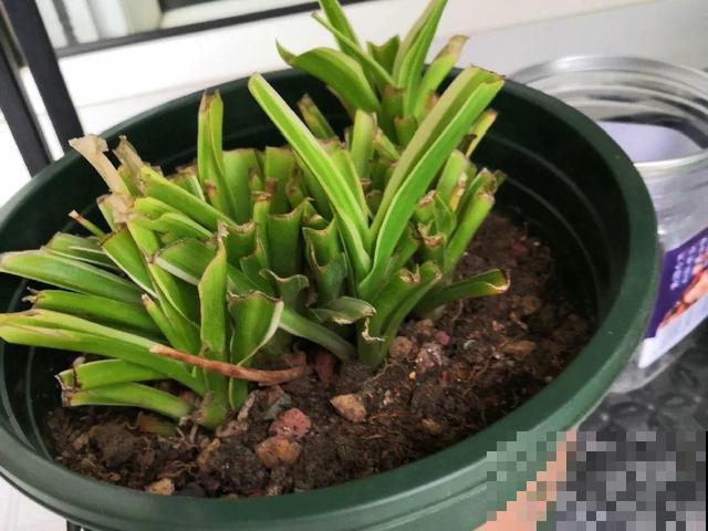 20种花,天凉了赶紧剪,来年开花有多又艳! 20种花,天凉了赶紧剪,来年开花有多又艳!