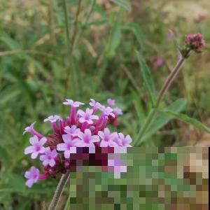 想要梦幻？不用去普罗旺斯，1把马鞭草种子满足你！