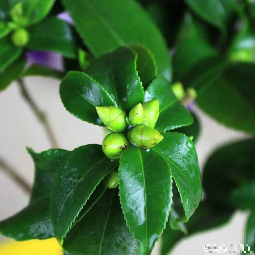 11种花,下个月就开花,现在养护是关键! 11种花,下个月就开花,现在养护是关键!