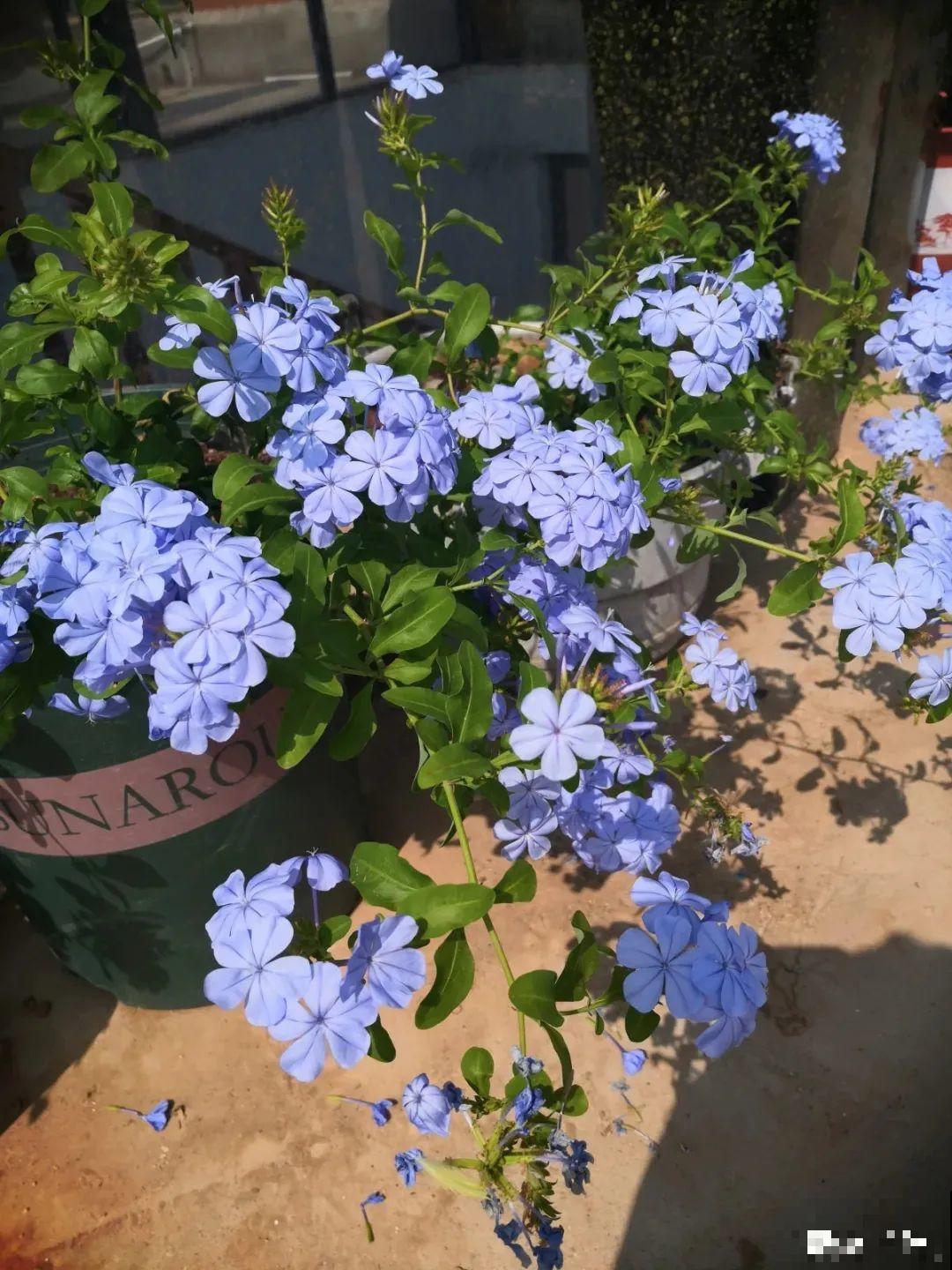 夏天的耐晒开花机器，越热开花越多，家里有一棵就够了！