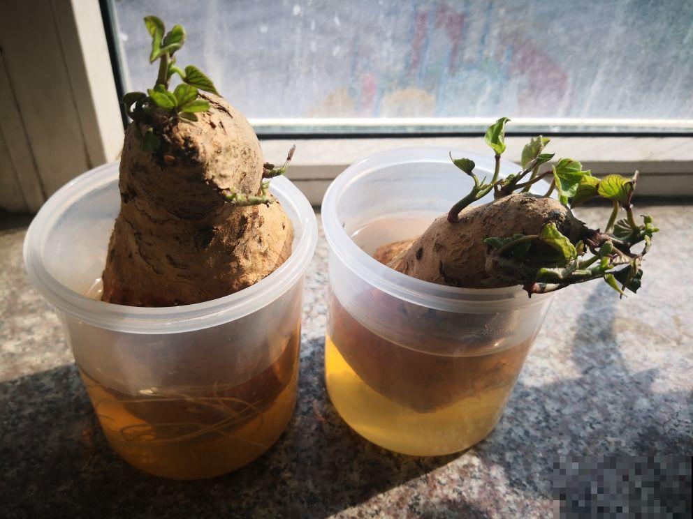 一个玉米头扔水里,三天长出小绿芽,一周变成小森林 一个玉米头扔水里,三天长出小绿芽,一周变成小森林