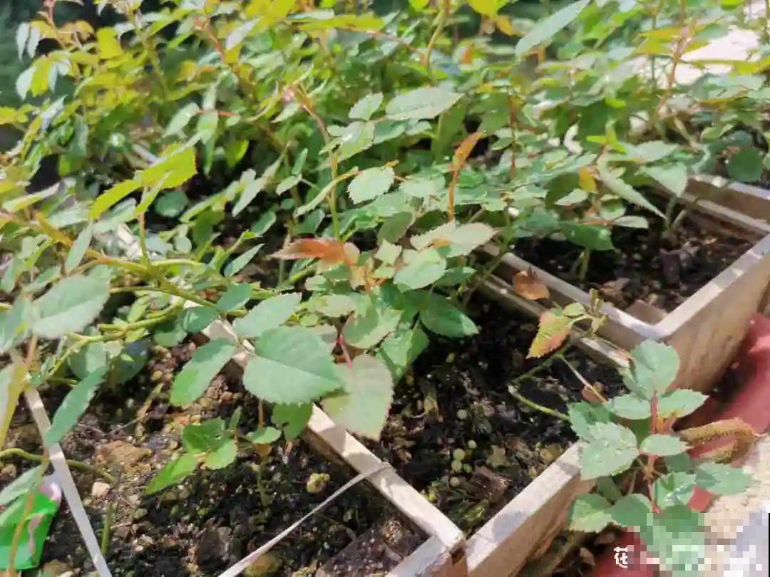 6种花,现在长的快,多浇水、勤施肥! 6种花,现在长的快,多浇水、勤施肥!