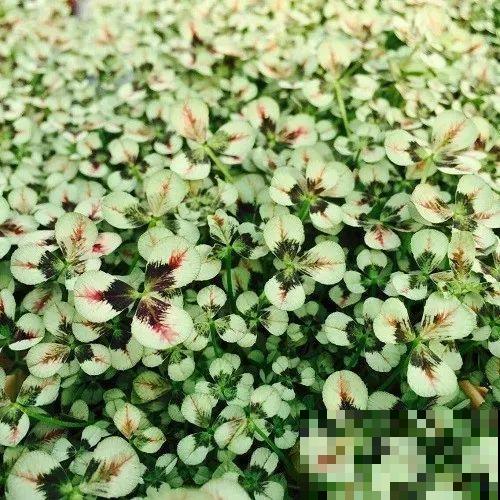 这花被人工培育了,叶子变异后,可以这么美! 这花被人工培育了,叶子变异后,可以这么美!