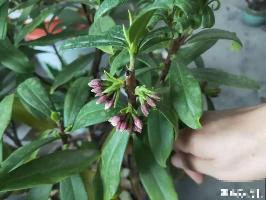 现在开始，这10种花不能剪，剪了开花难！