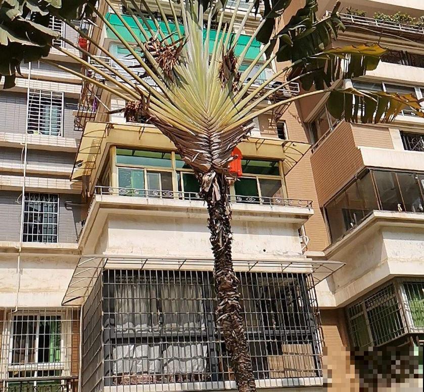 高大威猛的旅人蕉,室内养一盆,热带风情满满! 高大威猛的旅人蕉,室内养一盆,热带风情满满!