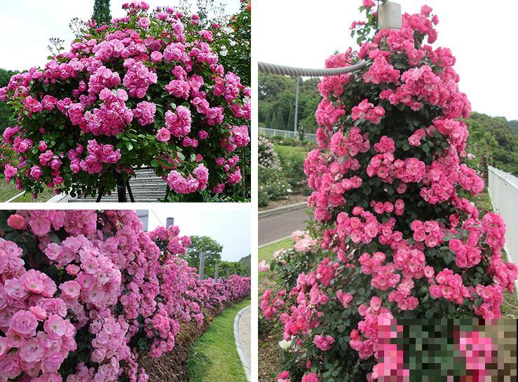 藤本月季,天使安吉拉,一年四季花开满墙! 藤本月季,天使安吉拉,一年四季花开满墙!