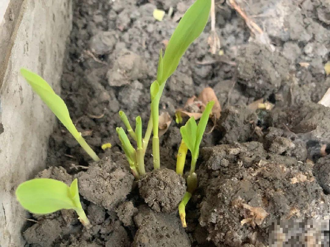 玉米地瓜，放久了自动变成盆栽，太好活了吧？