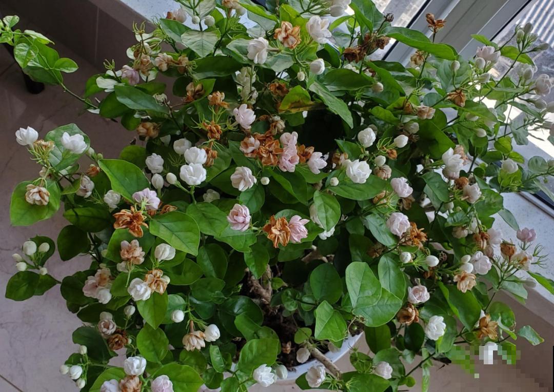 公认难养的花,养一盆死一盆,从来没有养活过! 公认难养的花,养一盆死一盆,从来没有养活过!