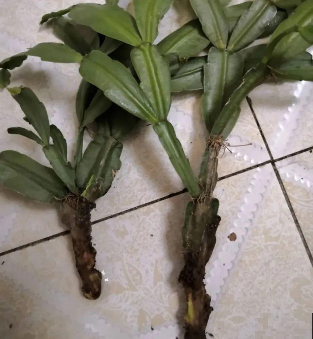 秋老虎来了，9种花进入“死期”，切莫大意！