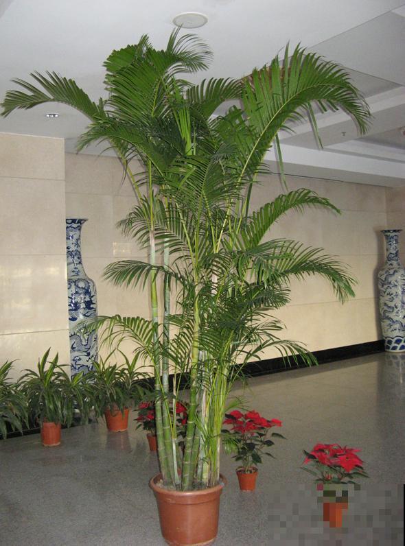 这5种绿植,长得实在太像了,一不小心就买到假货! 这5种绿植,长得实在太像了,一不小心就买到假货!