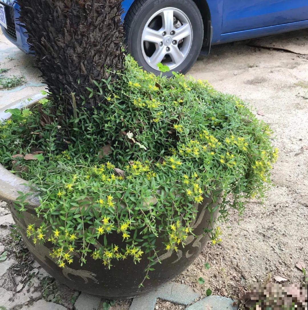 别花钱买了,这花野生一大堆,挖还是不挖? 别花钱买了,这花野生一大堆,挖还是不挖?