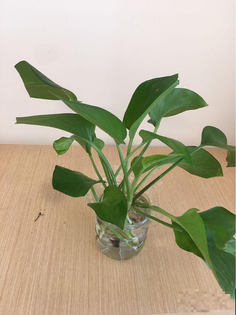 塑料瓶塑料袋都存好,都是养花好东西,花用了呼呼长 塑料瓶塑料袋都存好,都是养花好东西,花用了呼呼长