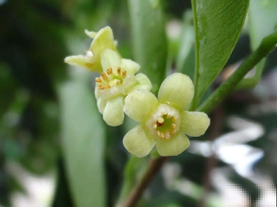 山上的雪莲,说摘就摘? 山上的雪莲,说摘就摘?