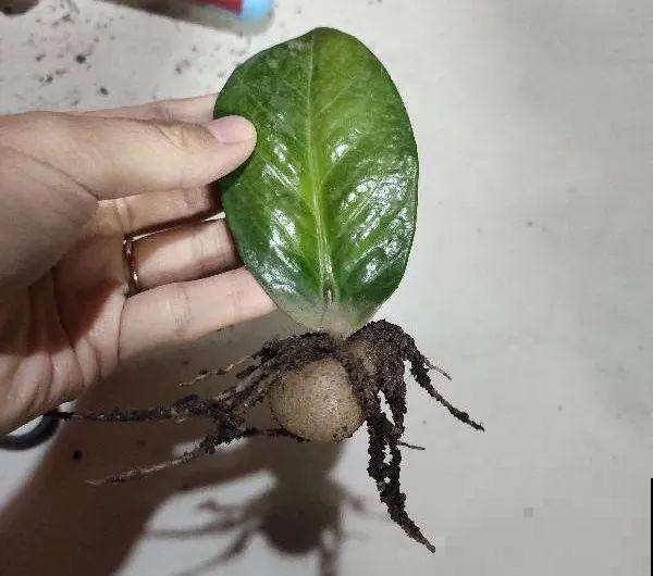 龟背竹长出长鞭子，连着茎一块砍下来，种土里就能活