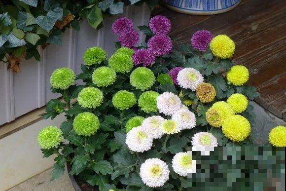 秋天的院子,养点喜欢的花,乐得自在 秋天的院子,养点喜欢的花,乐得自在