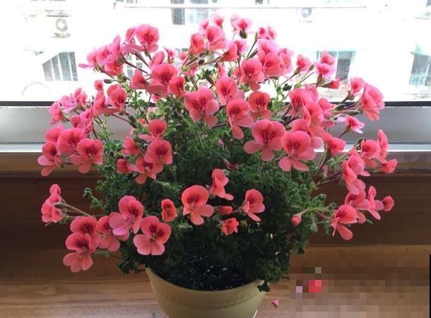 秋天养花就得折腾，修剪换盆施肥，一个工作都不能少！