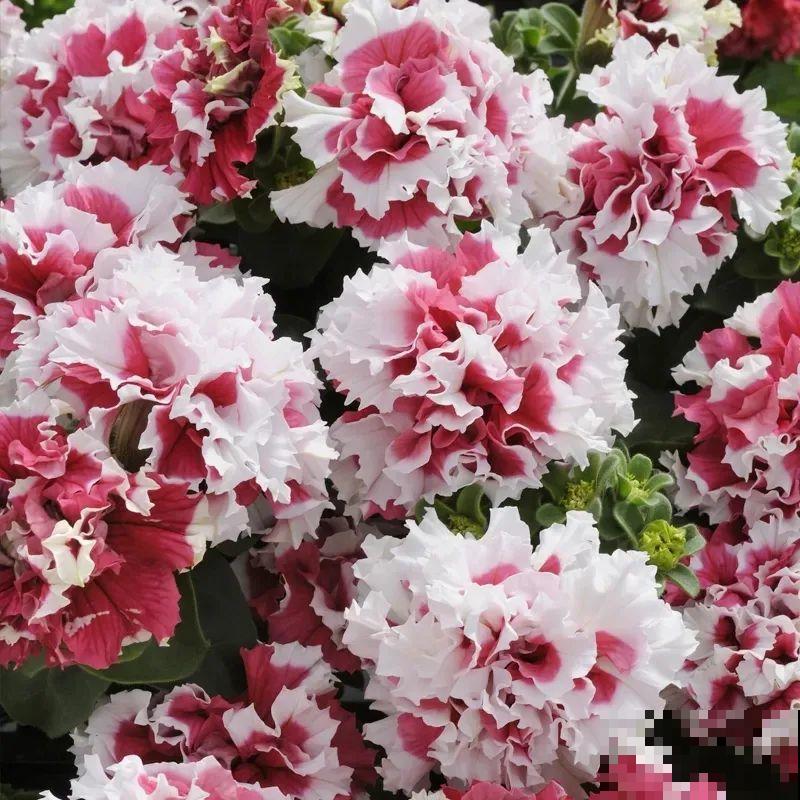 立秋后就养它，下个月爆盆，开花5、6次！