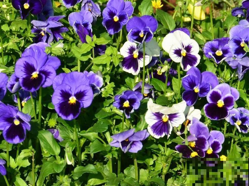 5种名字叫蝴蝶的花，全认识的没几个，最后一种长得太像了！