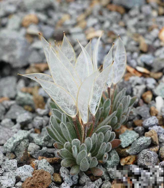 9种罕见又美妙的植物，你要认识一种，我都承认你厉害！