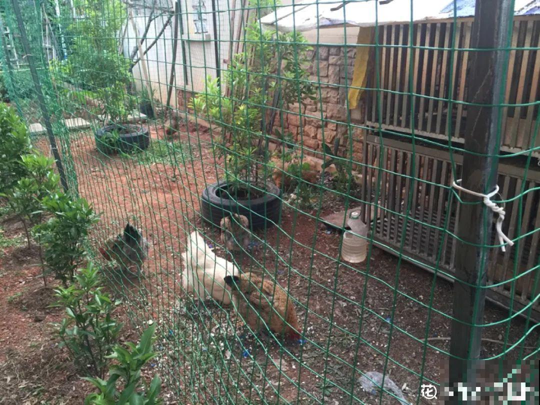 土里埋点“小料”，今年不用换盆，照样开花爆盆！