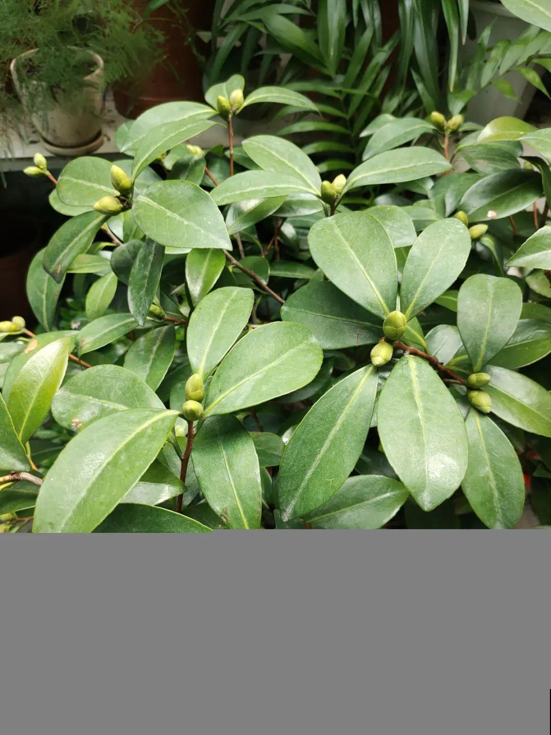 20种花秋天浇水避坑指南,现在就注意,来年长更好! 20种花秋天浇水避坑指南,现在就注意,来年长更好!