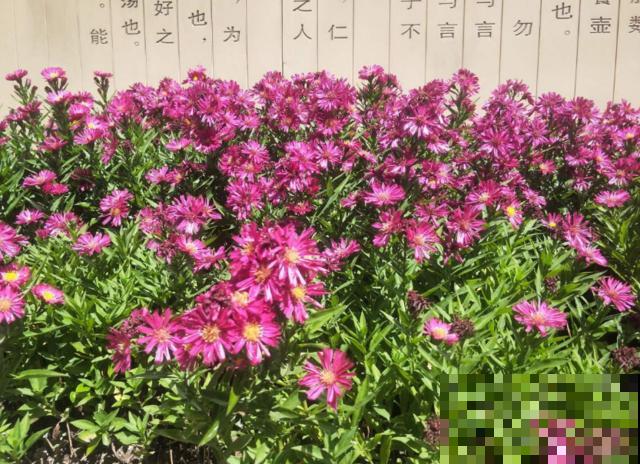 荷兰菊特好养，扔下种子就能长，轻松爆盆！