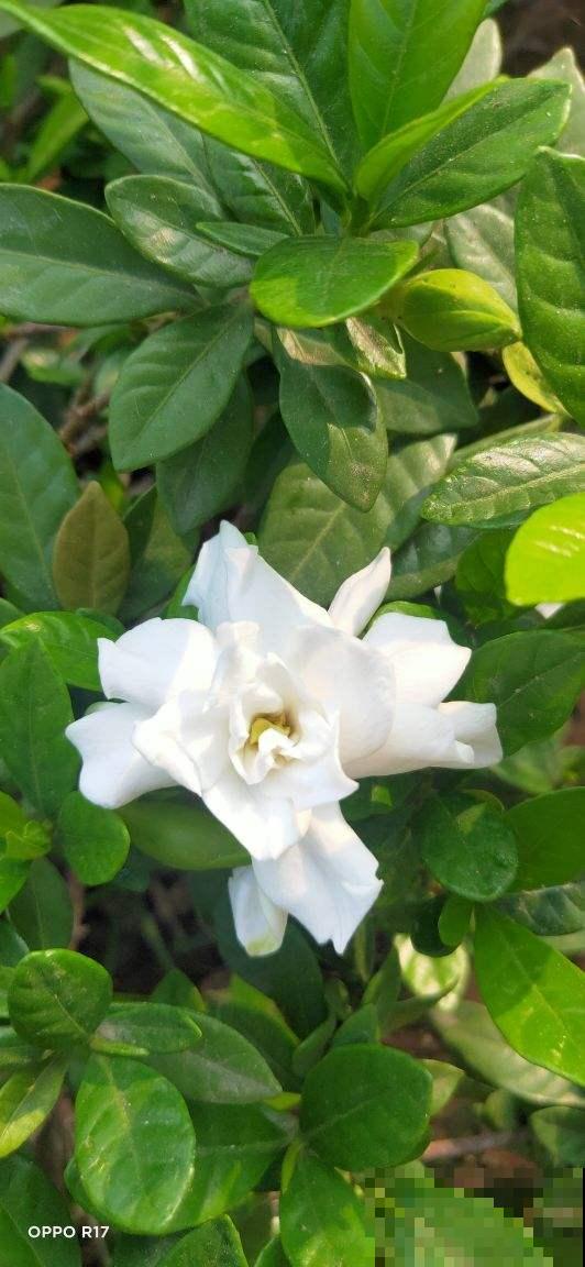 4种花，初秋千万别入手，养不活还浪费钱