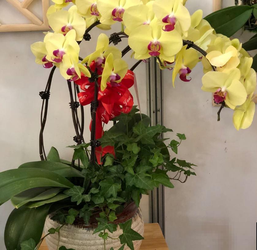 秋天养盆蝴蝶兰，种出年宵花，省钱到家了！