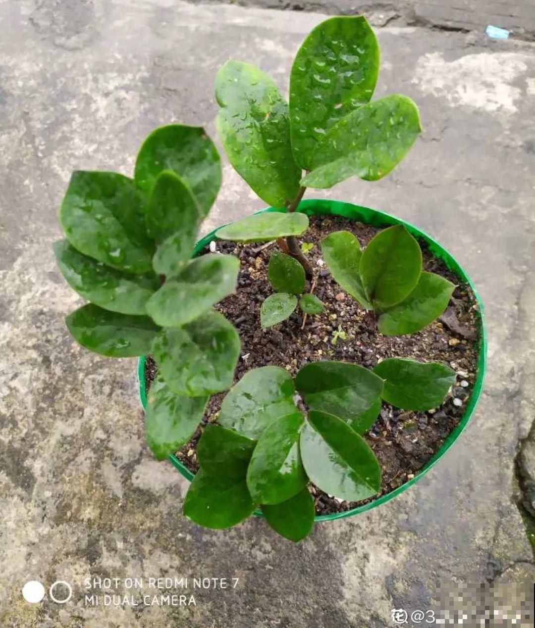 扦插这些花,只需摘几片叶子,生根太容易! 扦插这些花,只需摘几片叶子,生根太容易!