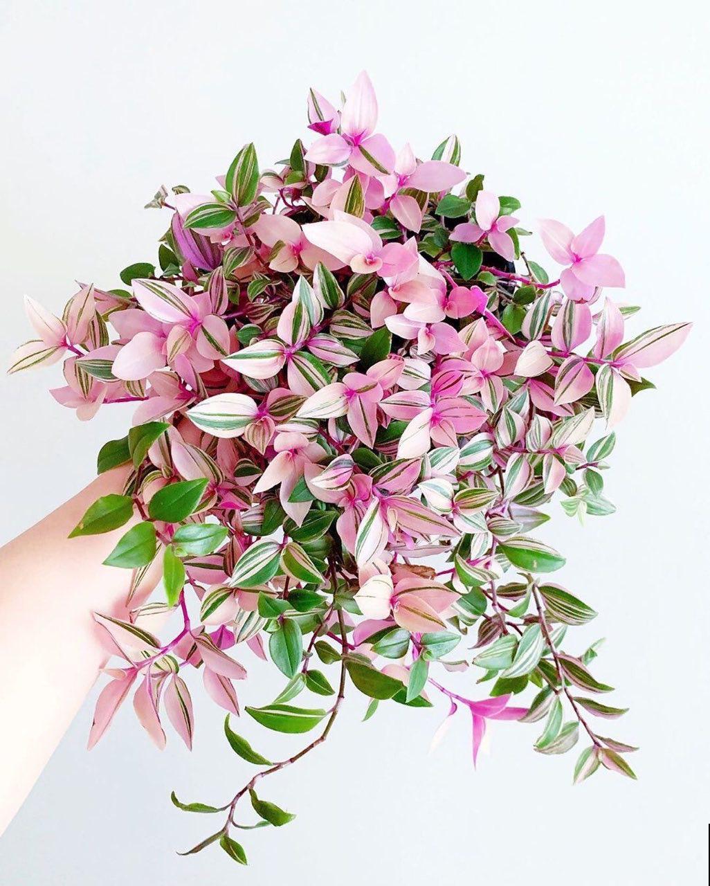 新买一盆花,叶子五颜六色,真怀疑它是不是喷药了? 新买一盆花,叶子五颜六色,真怀疑它是不是喷药了?