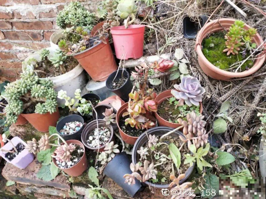 公认难养的花,养一盆死一盆,从来没有养活过! 公认难养的花,养一盆死一盆,从来没有养活过!