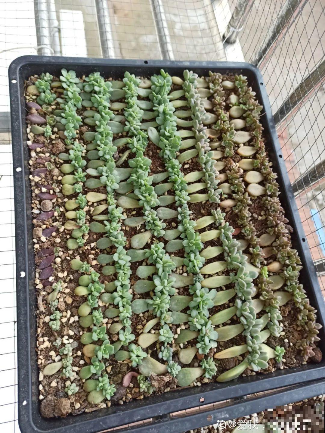 你扔的花,我捡回家,半个月起死回生! 你扔的花,我捡回家,半个月起死回生!