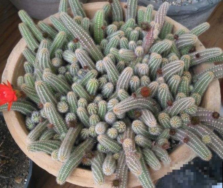 长得最快的多肉，满盆毛毛虫，开花比月季还艳！