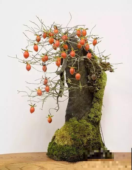 养花在精不在多,一盆精品,胜过10盆普通花! 养花在精不在多,一盆精品,胜过10盆普通花!