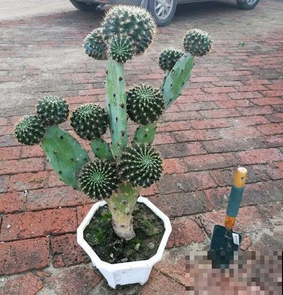 嫁接达人,玉树嫁接长寿上,花友直呼内行! 嫁接达人,玉树嫁接长寿上,花友直呼内行!