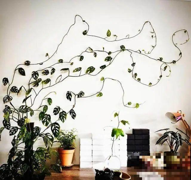 8根筷子绑一起,2个月变老桩,让你爱不释手! 8根筷子绑一起,2个月变老桩,让你爱不释手!