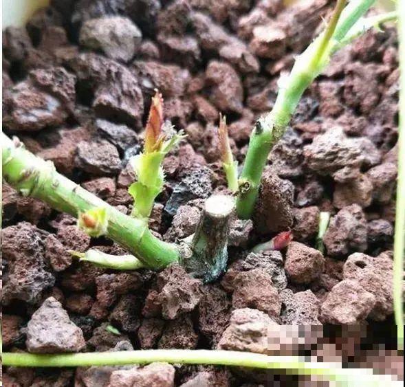 月季秋天这么养,长得快,狂冒芽,开花直到冬天! 月季秋天这么养,长得快,狂冒芽,开花直到冬天!