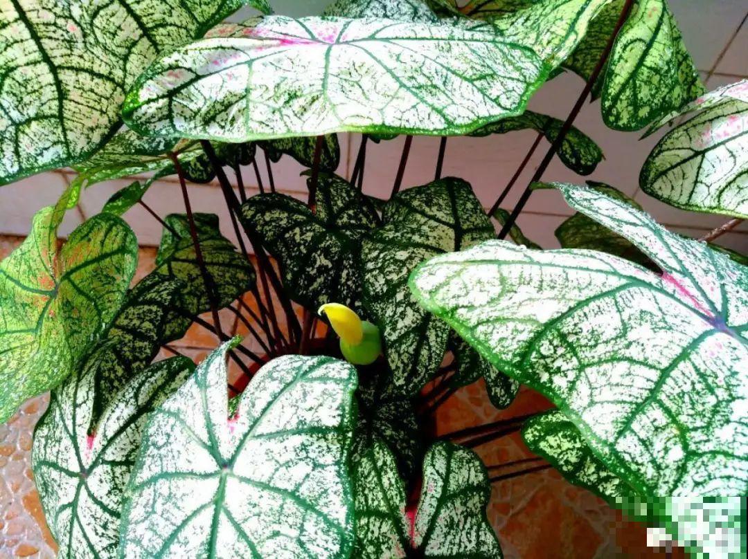 比绿萝还耐阴的花，叶子五彩斑斓，像打翻的调色板！