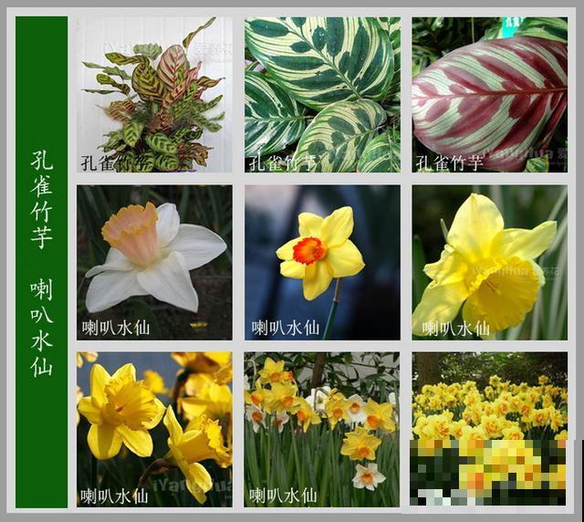 最齐全的《百花图谱》,珍藏起来,路边花都能叫上名! 最齐全的《百花图谱》,珍藏起来,路边花都能叫上名!