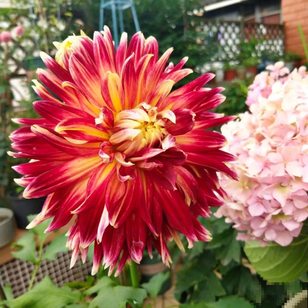 20到养花题，看看你能对几道，对一半就是大神