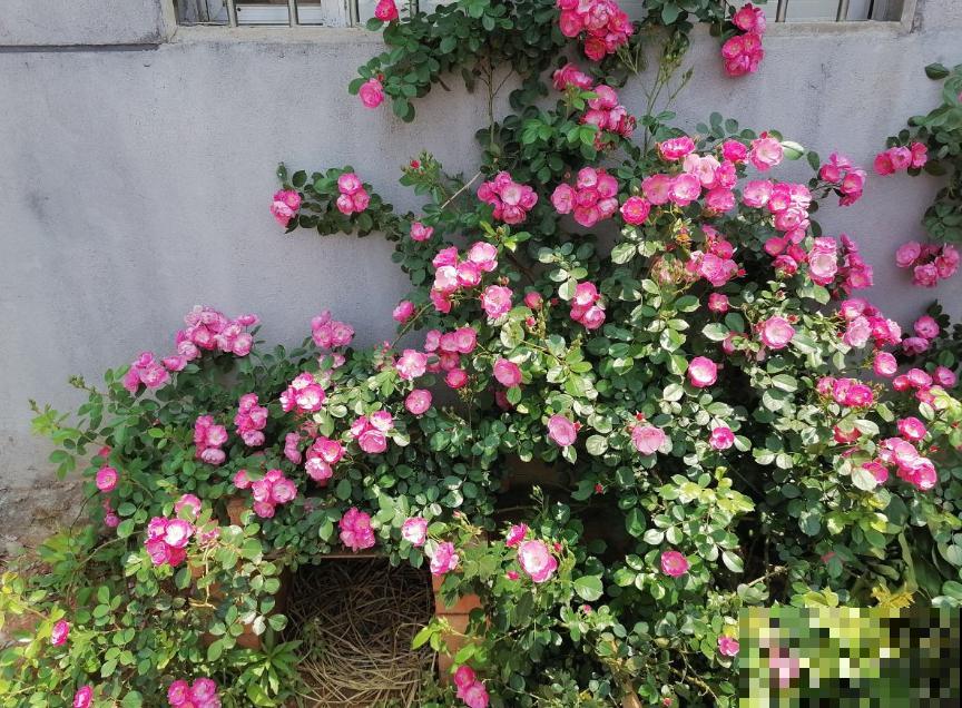 藤本月季,天使安吉拉,一年四季花开满墙! 藤本月季,天使安吉拉,一年四季花开满墙!