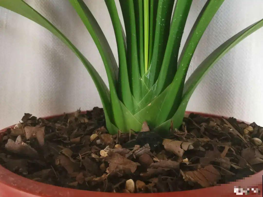 三伏已过,这花可以处理了,晚了错过开花! 三伏已过,这花可以处理了,晚了错过开花!