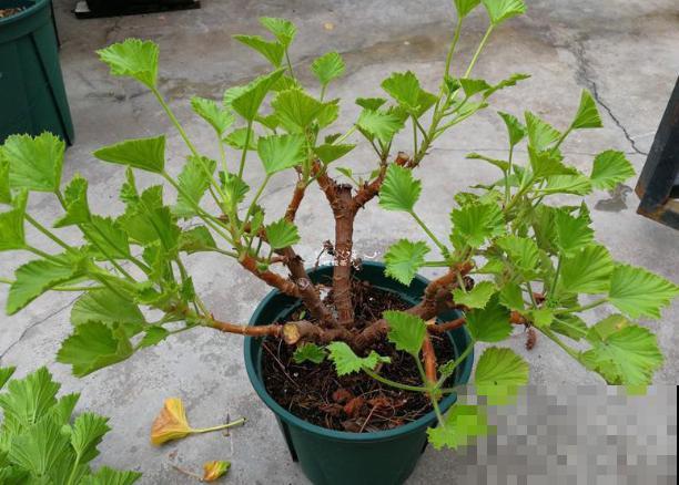 秋天养花就得折腾,修剪换盆施肥,一个工作都不能少! 秋天养花就得折腾,修剪换盆施肥,一个工作都不能少!